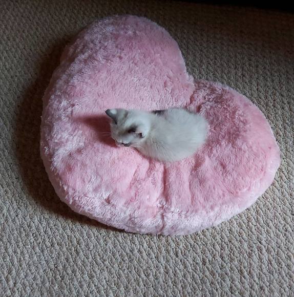 Meet your Posher, Susan - Picture 1 of 1